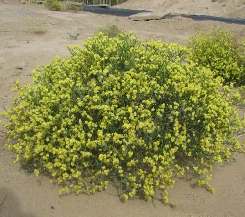 黄花补血草种子药材种籽花海耐热耐旱观赏花期长花