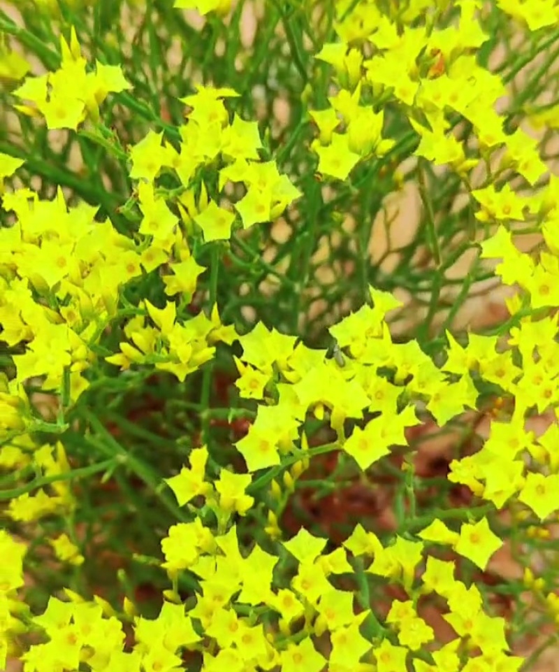 黄花补血草种子药材种籽花海耐热耐旱观赏花期长花