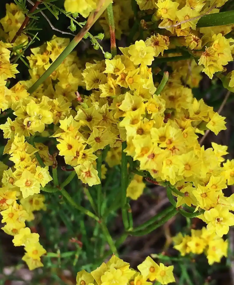 黄花补血草种子药材种籽花海耐热耐旱观赏花期长花
