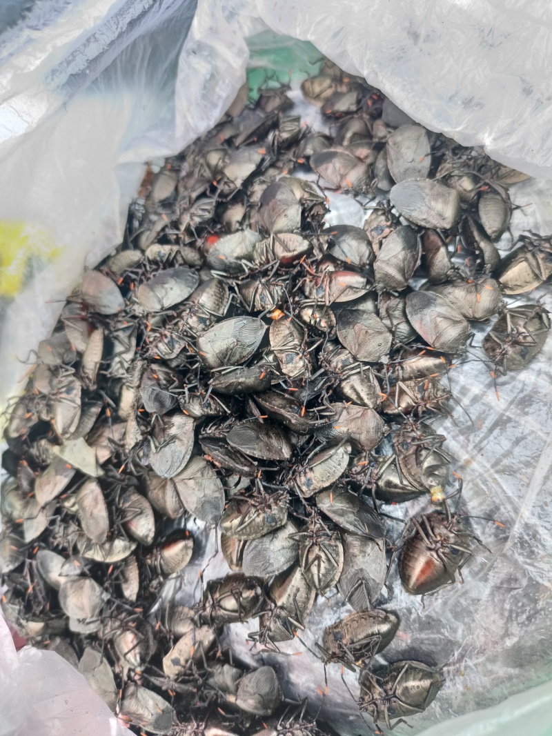 九香虫