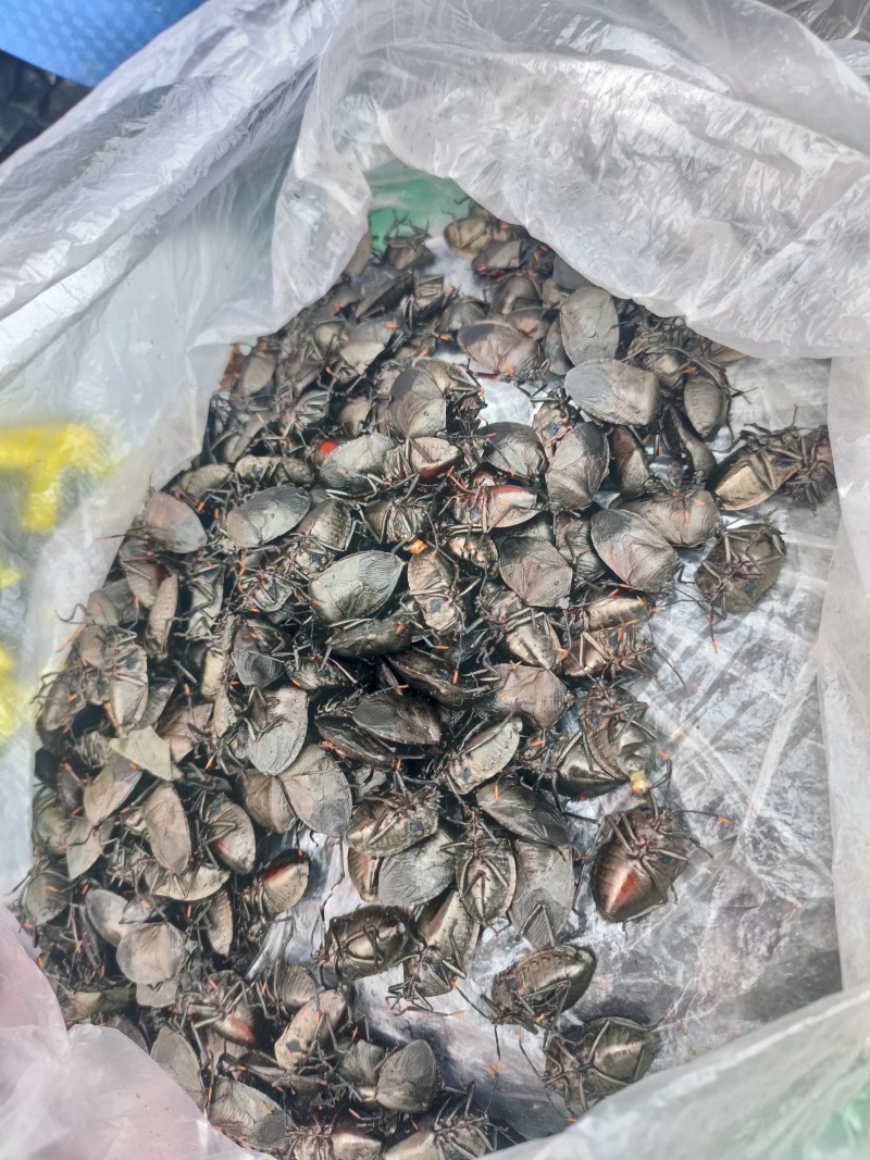 九香虫