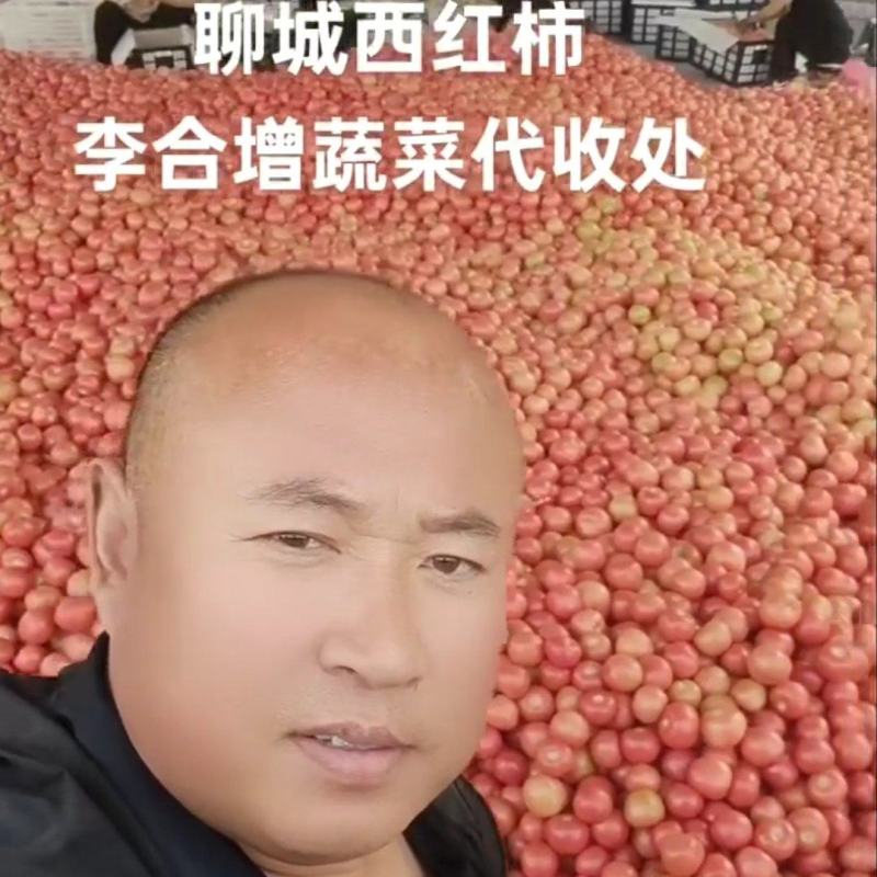 山东省聊城硬粉西红柿产地直发一手货源，货源充足，包装齐