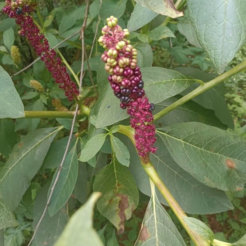 野生商陆种子山萝卜中药材见肿消土人参丑大黄章柳多年生草本