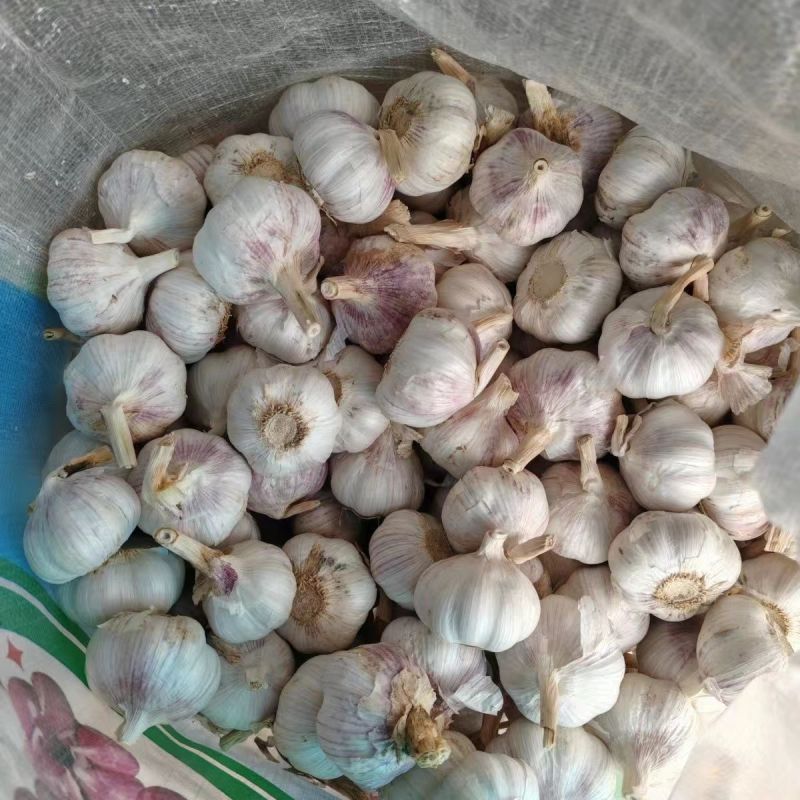 紫皮大蒜种子高产易种紫蒜多瓣易种紫蒜种籽