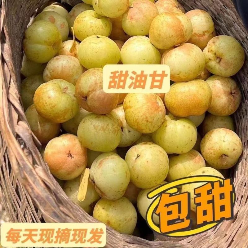 正宗潮汕柿饼甜油甘新鲜油柑果余甘牛甘鲜果子孕妇7月份应季