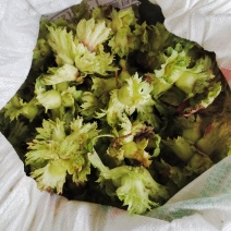 辽宁大连庄河大果榛子