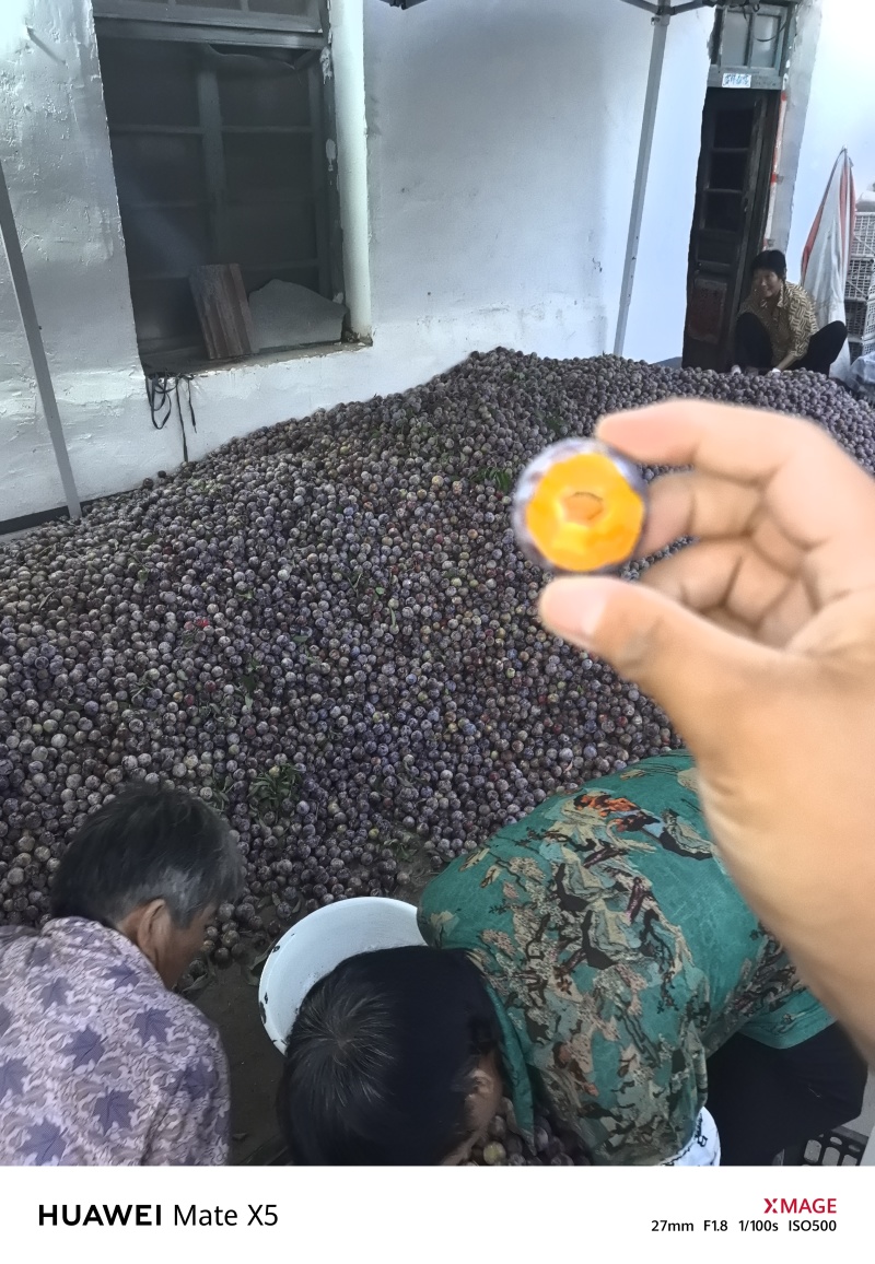 精品沂蒙山红脆李子大量上市毛毛钱