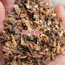 肉苁蓉鳞片