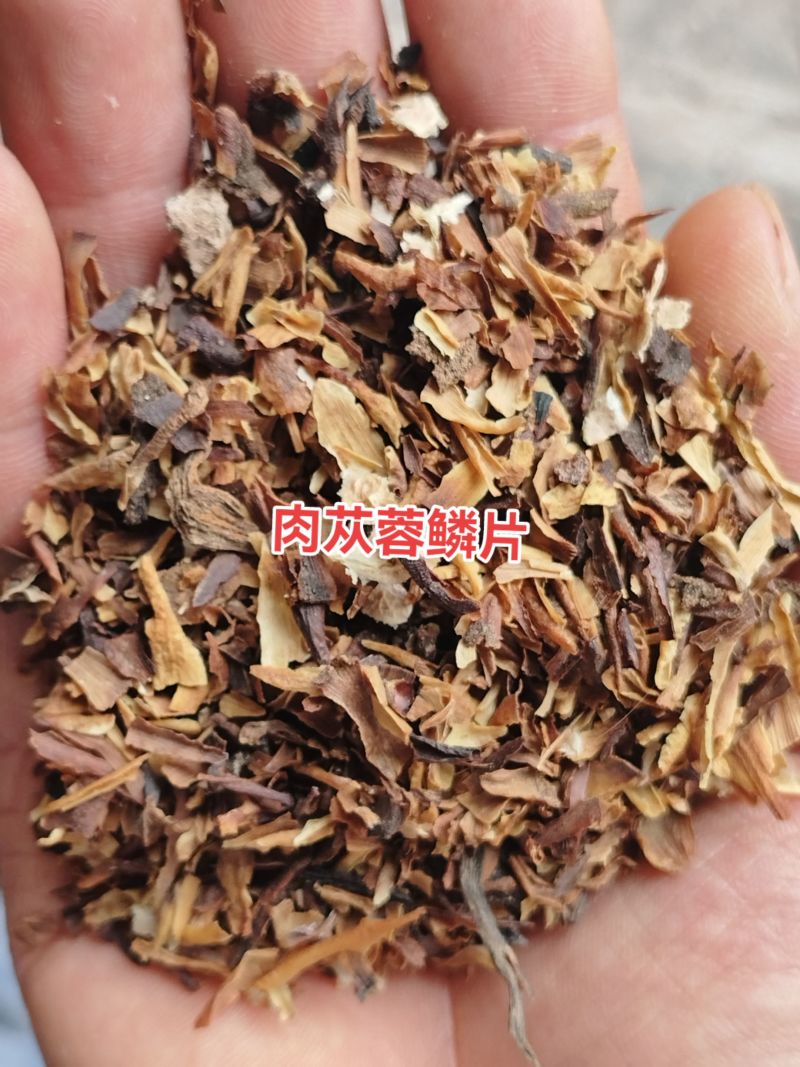 肉苁蓉鳞片