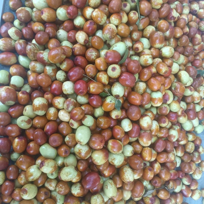 临朐精品小山枣