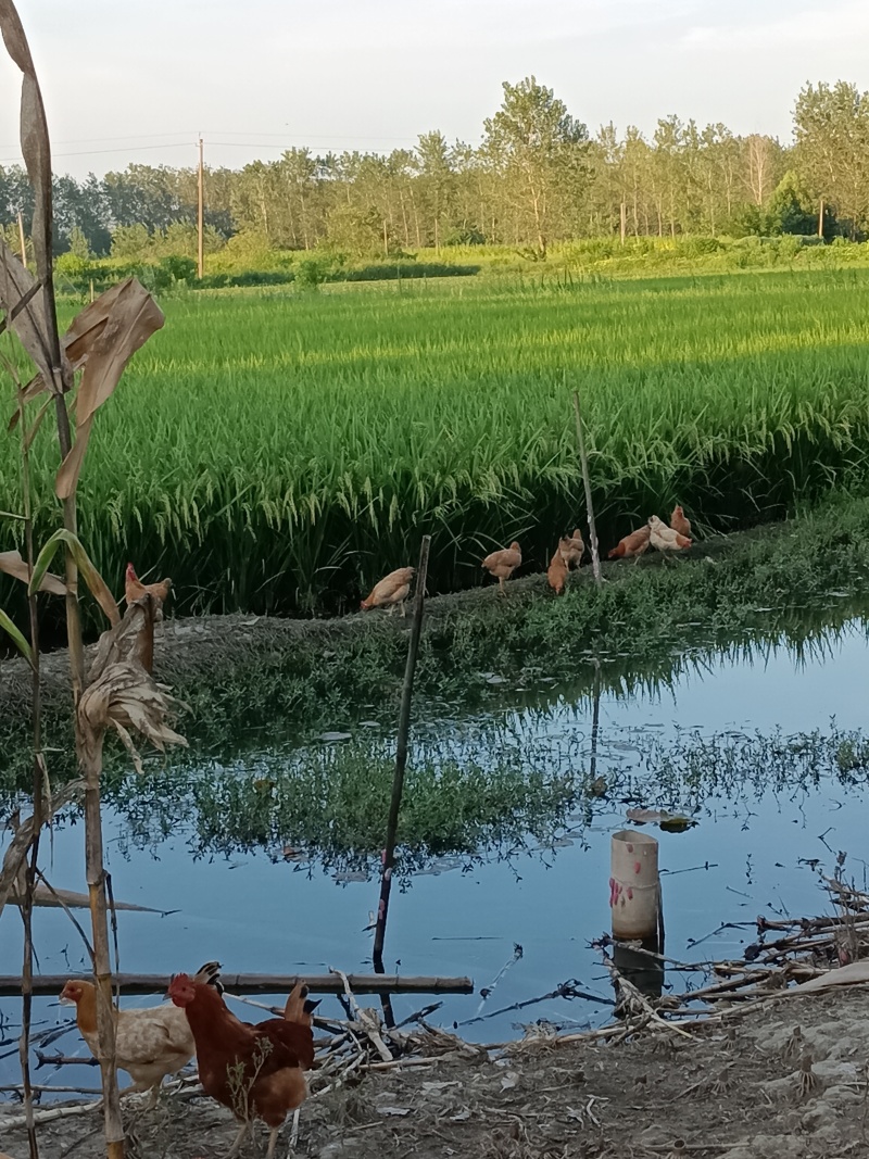 农村散养土鸡蛋，无菌无抗，零激素，支持现场或视频捡蛋
