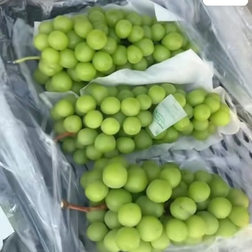 陕西渭南精品葡萄/阳光玫瑰/诚信经营产地直发