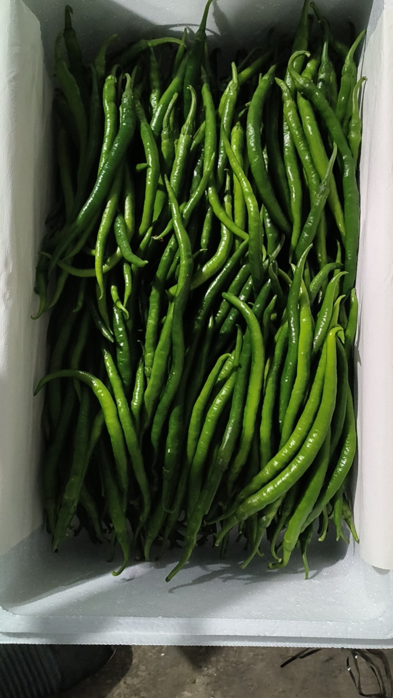 山东省青州市优质蔬菜