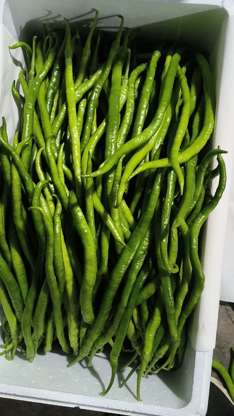 山东省青州市优质蔬菜