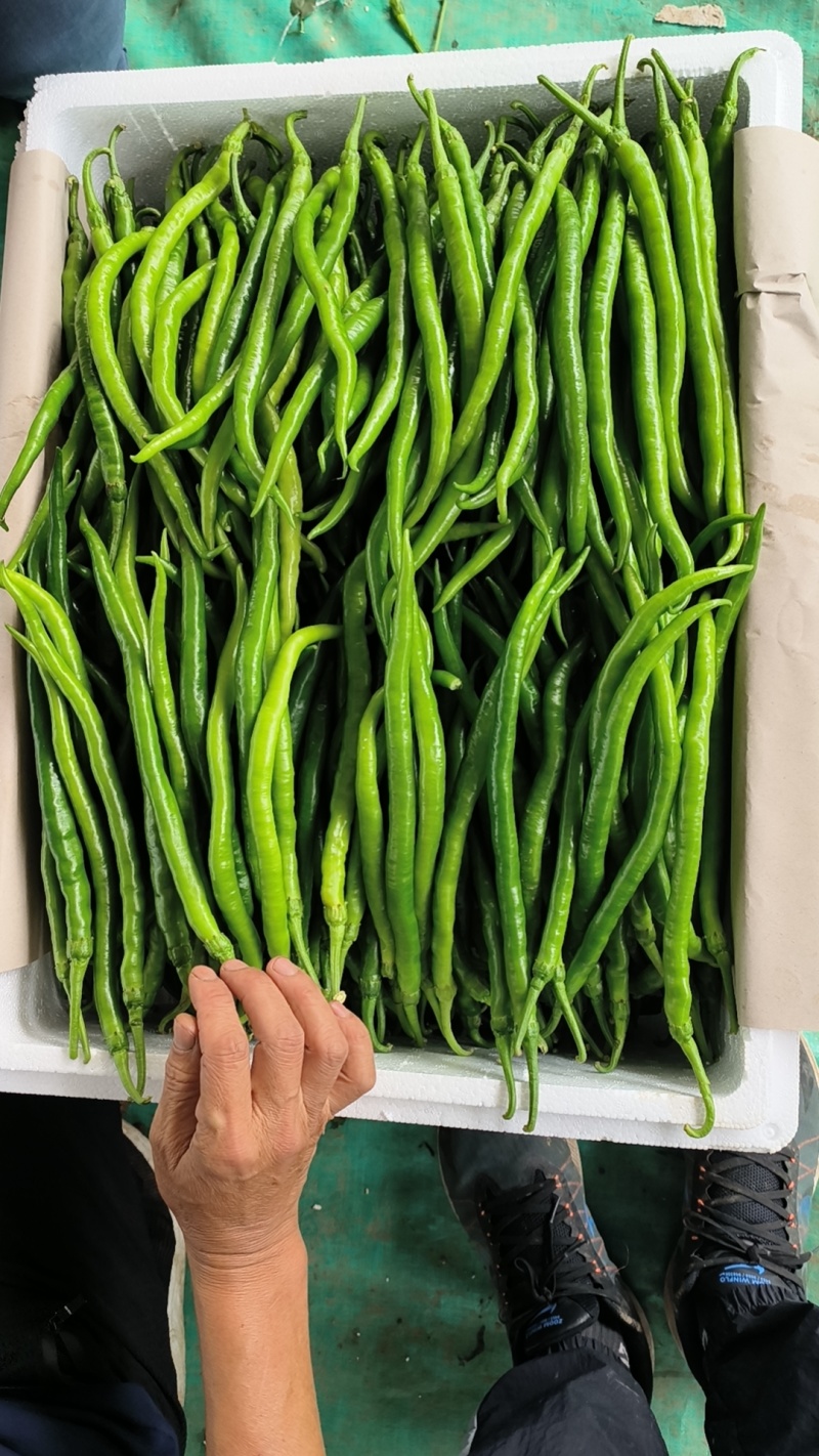 山东省青州市优质蔬菜