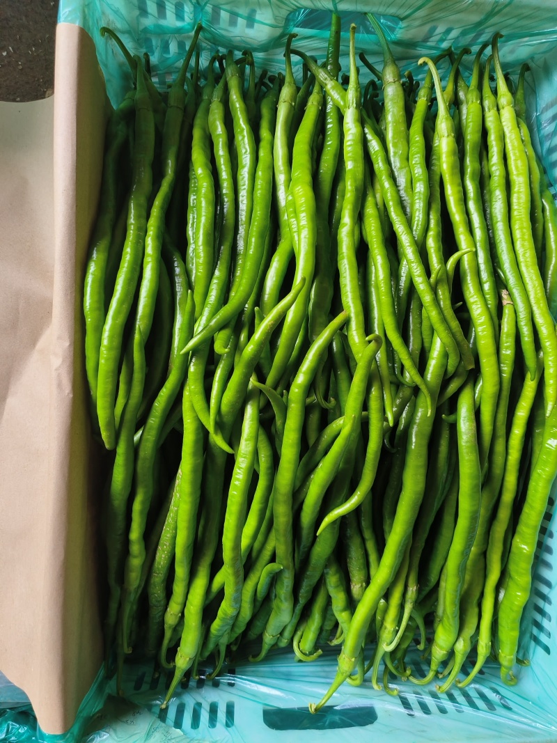 山东省青州市优质蔬菜