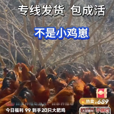 小鸡苗，只要能吃饲料，适合散养鸡，长大了可以生蛋，利润价