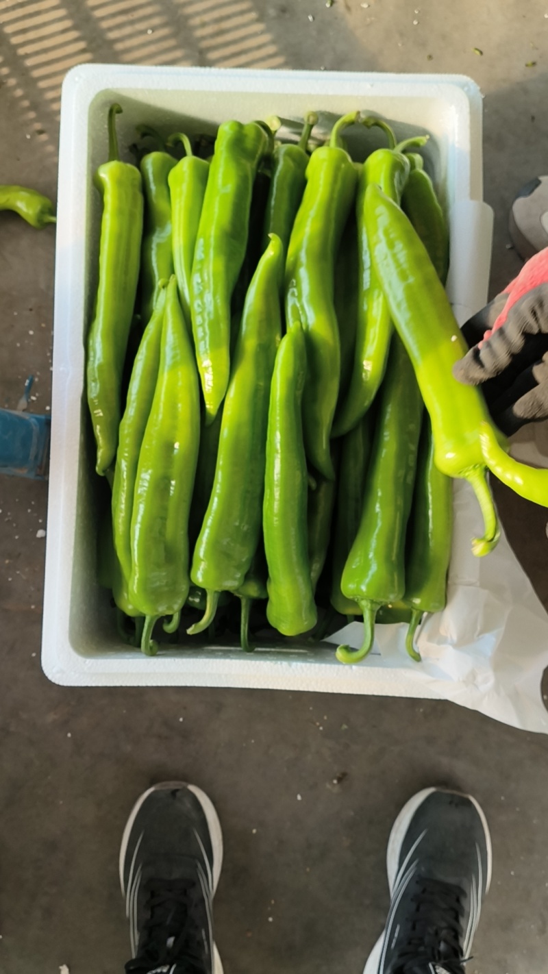 山东省青州市优质蔬菜生产基地