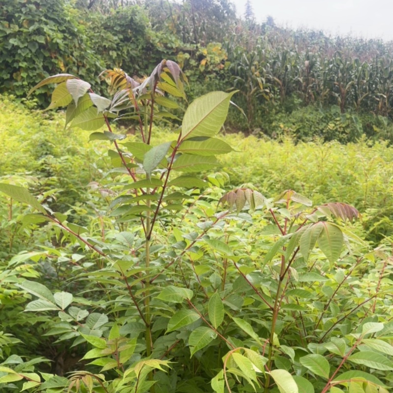 黄柏苗四川黄柏树苗基地直发提供技术量大从优