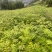 黄柏苗四川黄柏树苗基地直发提供技术量大从优