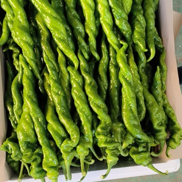 山东省青州市优质蔬菜生产基地