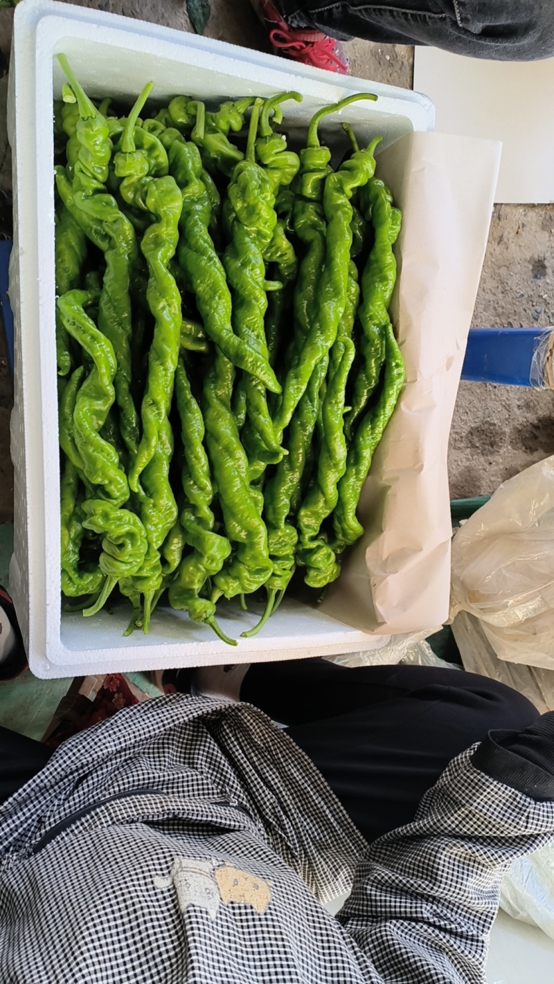 山东省青州市优质蔬菜生产基地