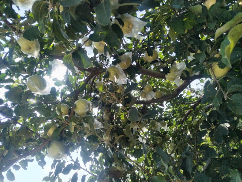 富士苹果早果