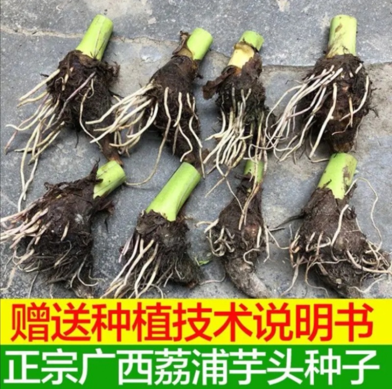 芋头种子