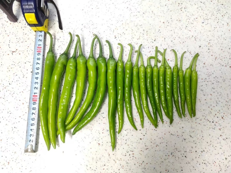 杭椒早翠种子杭椒种子早熟辣味较淡皮薄肉嫩采收期长
