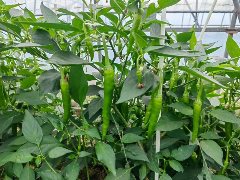 杭椒早翠种子杭椒种子早熟辣味较淡皮薄肉嫩采收期长