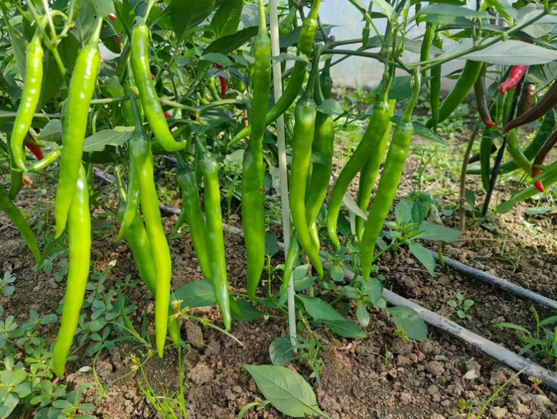 杭椒早翠种子杭椒种子早熟辣味较淡皮薄肉嫩采收期长