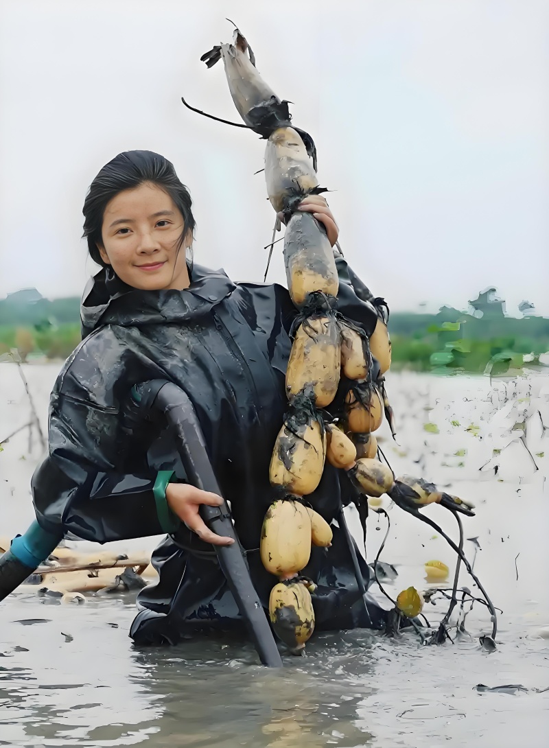 莲藕：甜、嫩、脆，品种以珍珠藕、湖北3号、