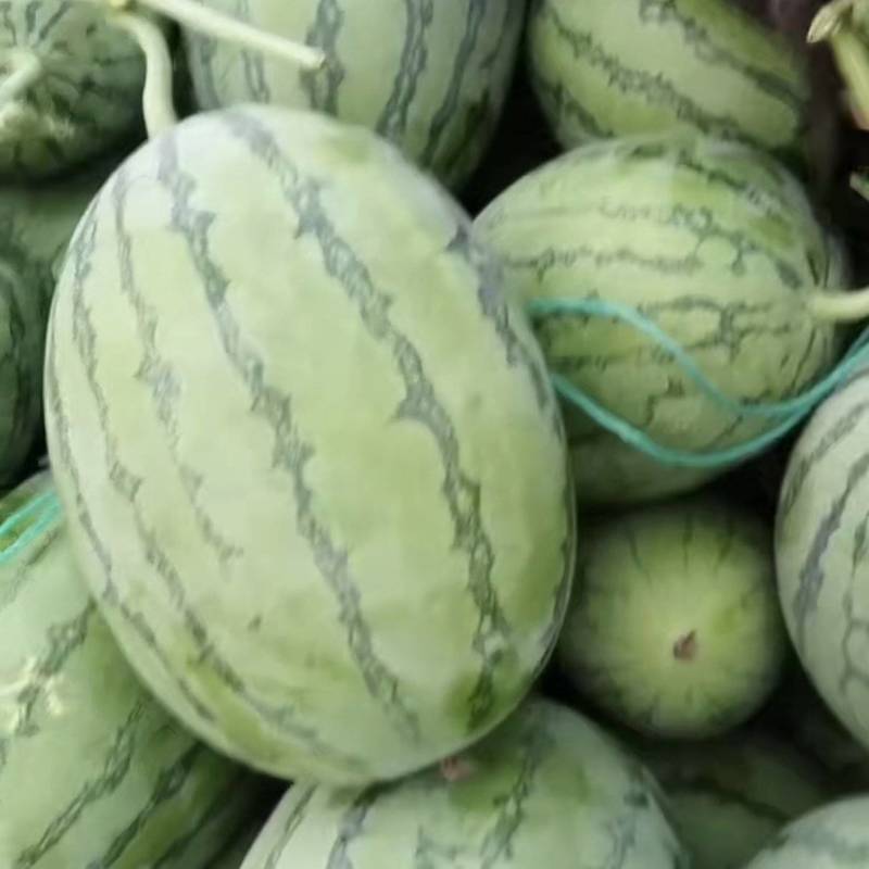 吊瓜小糖丸滑县产地精品吊瓜上市中
