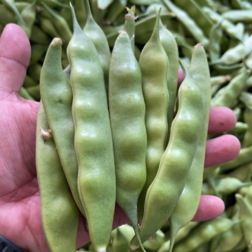 精品小油豆