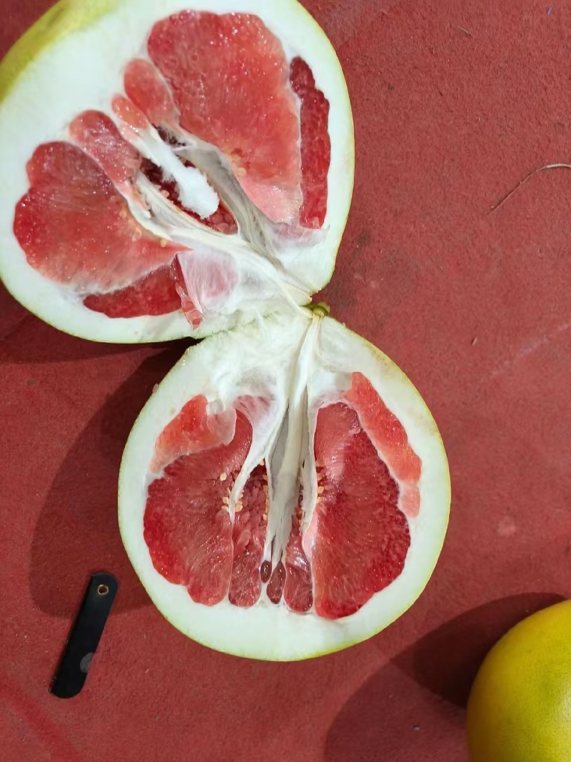 平和琯溪精品红心蜜柚，全国供货，规格齐全，