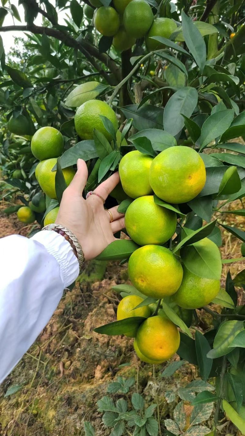云南高山蜜橘，香甜可口，入口即化，无籽多汁。