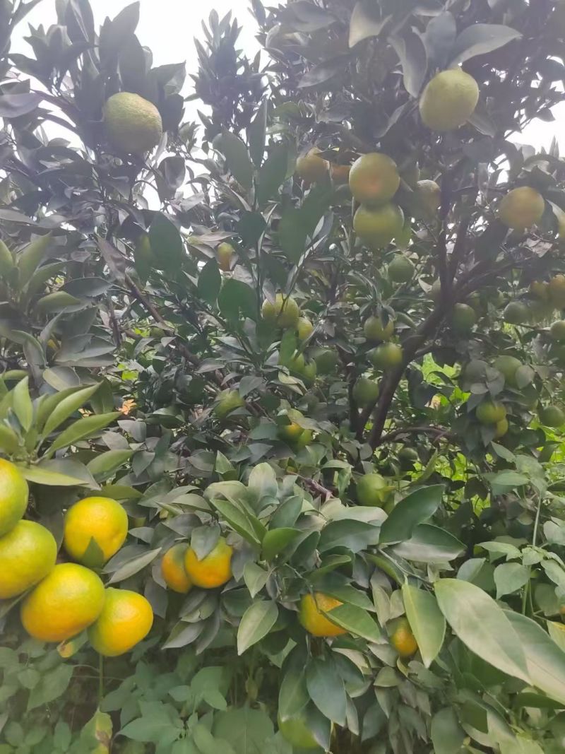 云南高山蜜橘，香甜可口，入口即化，无籽多汁。