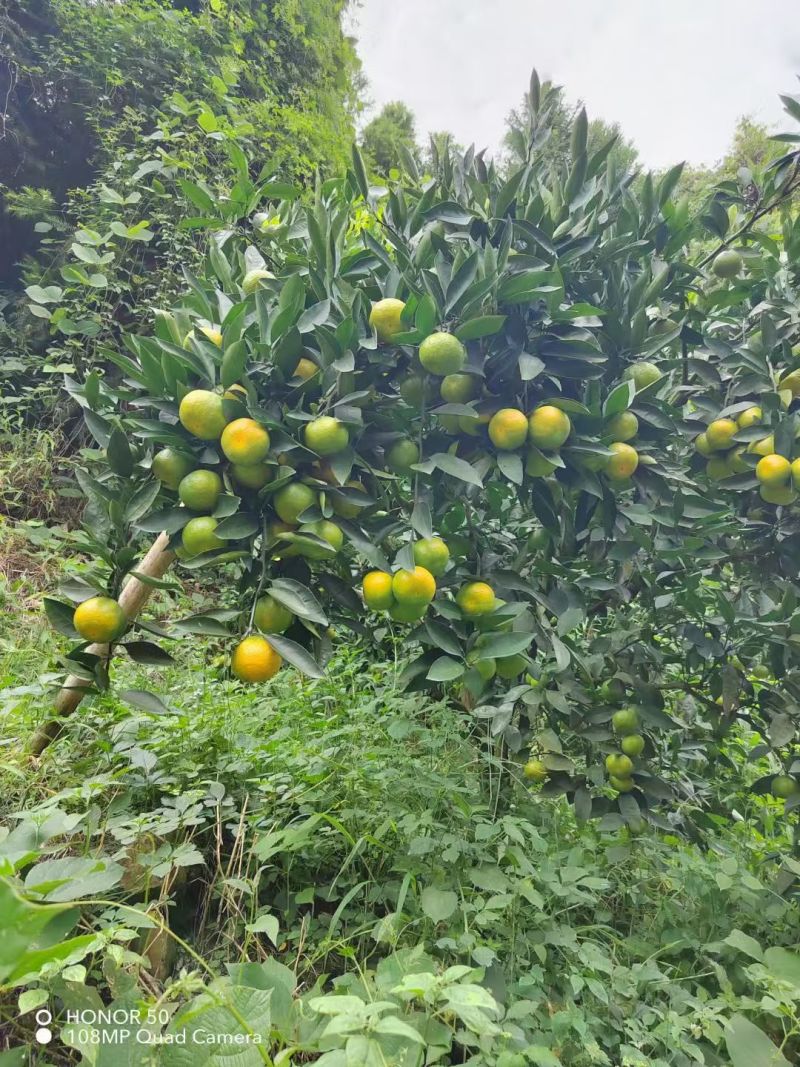 云南高山蜜橘，香甜可口，入口即化，无籽多汁。