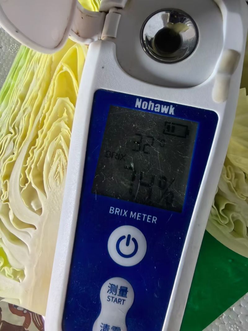 甜心小甘蓝，自有基地，全年供应，一手货源，欢迎来询