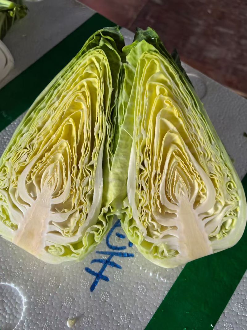 甜心小甘蓝，自有基地，全年供应，一手货源，欢迎来询