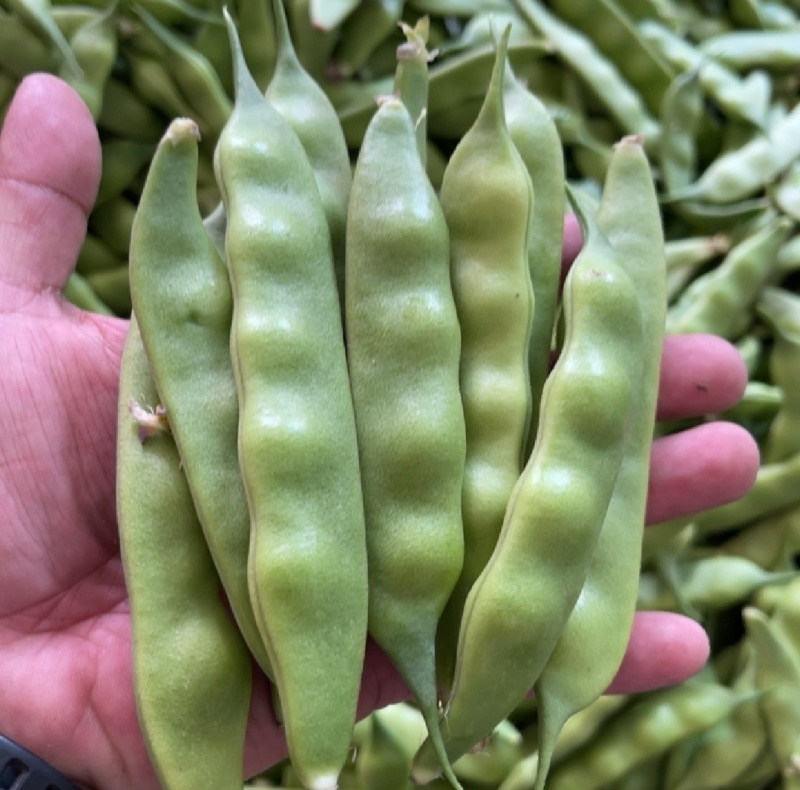 精品小油豆