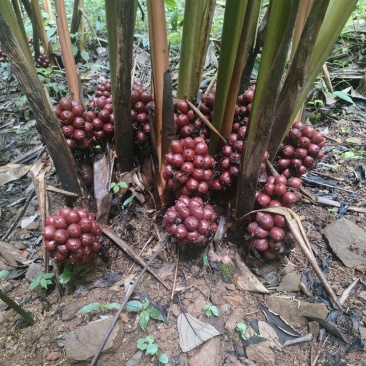 草果