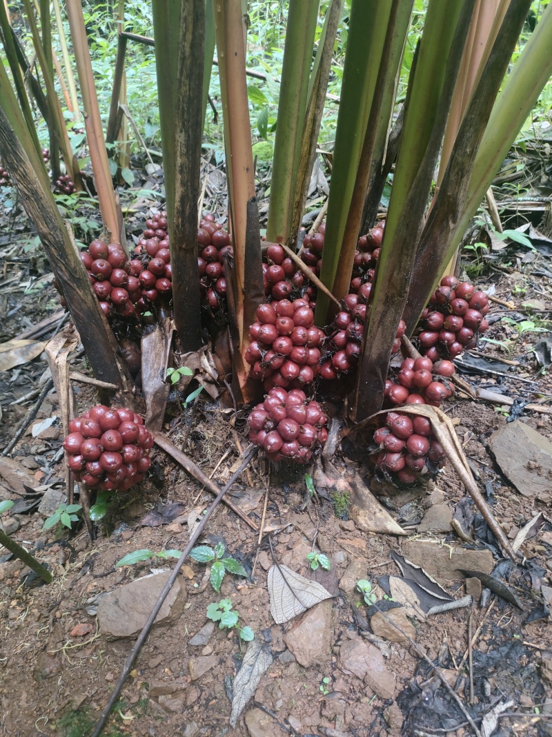 草果