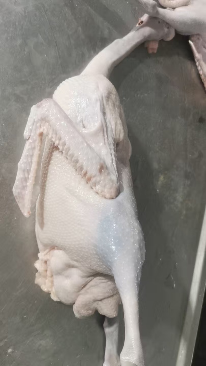 广东黑棕，冰鲜鹅和冻鹅各种规格齐全