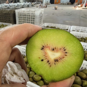 红心心猕猴桃开始了一件代发，渠道