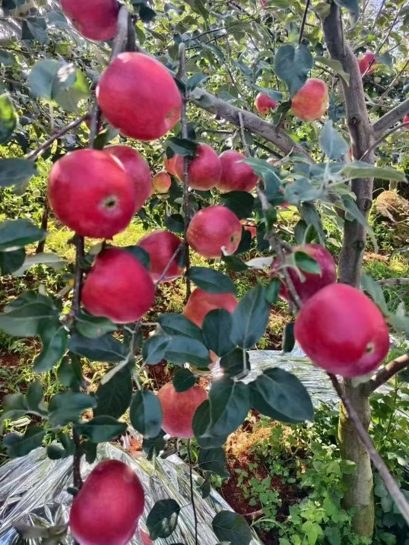 云南昭通苹果