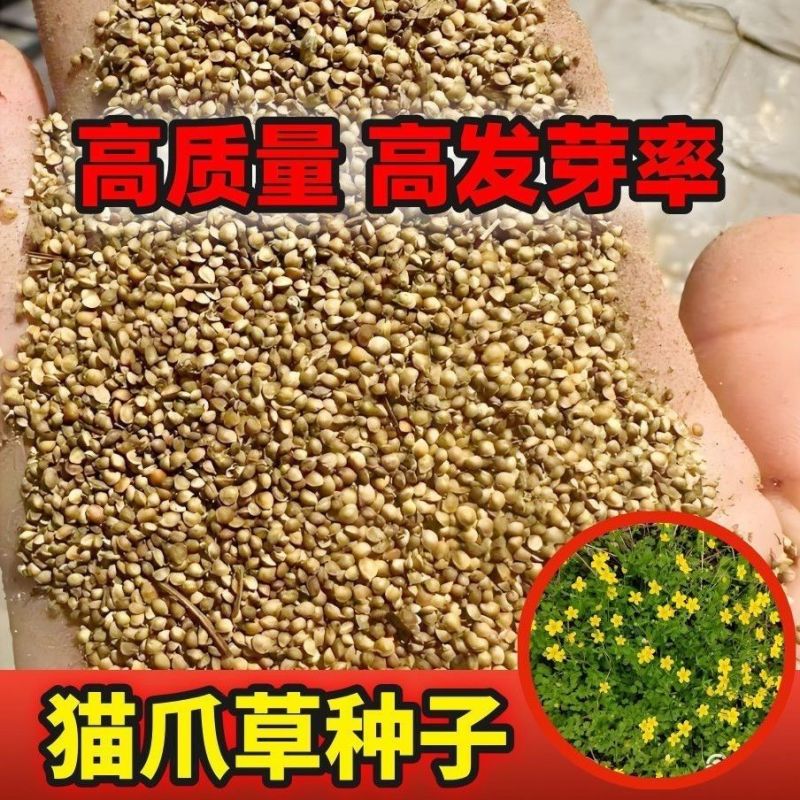 猫爪草种子野生新采猫爪草籽三散草盆栽新种猫爪草四季播种