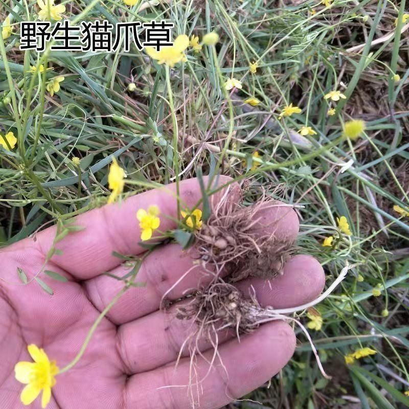 猫爪草种子野生新采猫爪草籽三散草盆栽新种猫爪草四季播种