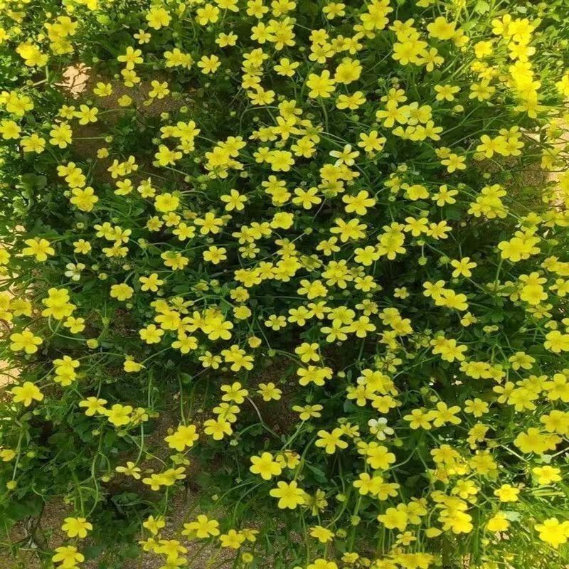 猫爪草种子野生新采猫爪草籽三散草盆栽新种猫爪草四季播种
