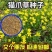 猫爪草种子野生新采猫爪草籽三散草盆栽新种猫爪草四季播种